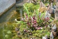 Crimson pitcherplant or purple trumpet-leaf or white pitcherplant, a carnivorous plant in