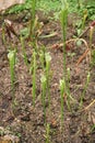 Crimson pitcherplant or purple trumpet-leaf or white pitcherplant, a carnivorous plant in