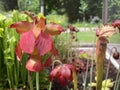 Crimson pitcherplant / Sarracenia leucophylla / Purple trumpet-leaf, SarracÃÂ©nie blanche, Schlauchpflanze