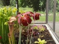 Crimson pitcherplant / Sarracenia leucophylla / Purple trumpet-leaf, SarracÃÂ©nie blanche, Schlauchpflanze