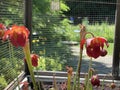 Crimson pitcherplant / Sarracenia leucophylla / Purple trumpet-leaf, SarracÃÂ©nie blanche, Schlauchpflanze