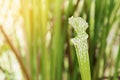 Crimson Pitcherplant, Sarracenia leucophylla Raf. on Blurred Greenery Background