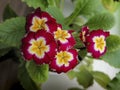 Crimson primrose blooms beautifully on the window