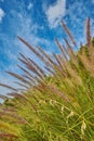 Crimson purple fountain grass or cenchrus setaceus growing on a field outdoors against a cloudy blue sky. Closeup of Royalty Free Stock Photo