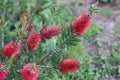 Crimson Red Bottlebrush Bush