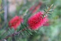 Crimson Red Bottlebrush Bush