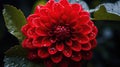 crimson red flower