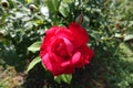 Crimson red flower of rose in the garden Royalty Free Stock Photo