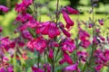 Crimson red Penstemon `Schoenholzeri`  AKA Penstemon `Firebird, in English cottage garden border. Closeup. Royalty Free Stock Photo