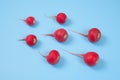Crimson red radish  on blue background. New life conception. Healthy food conception Royalty Free Stock Photo