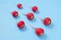 Crimson red radish  on blue background. New life conception. Healthy food conception Royalty Free Stock Photo