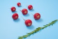 Crimson red radish and rosemary vegetable on blue background. Spermatozoon swimming toward the egg. New life conception.