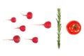 Crimson red radish and rosemary vegetable isolated on white background. Spermatozoon swimming toward the egg. New life conception