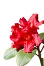 Crimson red rhododendron flower isolated on white background Royalty Free Stock Photo