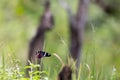 Crimson rose Butterfly in air Royalty Free Stock Photo