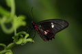 Crimson Rose Butterfly Royalty Free Stock Photo