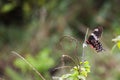 Crimson rose Butterfly foraging Royalty Free Stock Photo