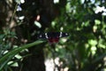 Crimson rose butterfly landed on thin leaf