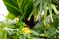 Crimson Rose Butterfly Pachliopta hector Royalty Free Stock Photo