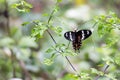 Crimson rose Butterfly in sharp focus Royalty Free Stock Photo