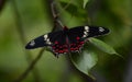 Crimson rose butterfly - top view Royalty Free Stock Photo