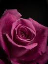 Crimson Rose Royalty Free Stock Photo
