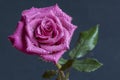Crimson Rose Royalty Free Stock Photo