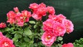 Crimson rose named Khersones, close-up