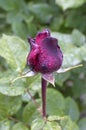 Crimson rosebud with water droplets