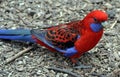 Crimson Rosella