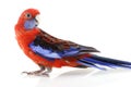 Crimson Rosella Royalty Free Stock Photo