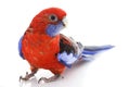 Crimson Rosella