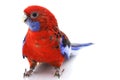 Crimson Rosella