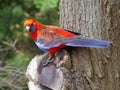 Crimson Rosella