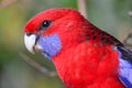 A crimson rosella parrot in an Australian rainforest