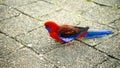 Crimson Rosella Parrot