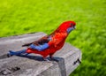 Crimson Rosella Parrot Royalty Free Stock Photo