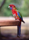 Crimson Rosella Parrott Royalty Free Stock Photo