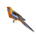 Crimson Rosella - Platycercus elegans