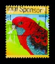 Crimson Rosella (Platycercus elegans), Australian Wildlife serie