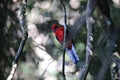 Crimson rosella (Platycercus elegans) in the rainforest  Queensland, Australia Royalty Free Stock Photo
