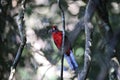 Crimson rosella (Platycercus elegans) in the rainforest  Queensland, Australia Royalty Free Stock Photo