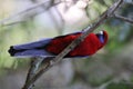 Crimson rosella (Platycercus elegans) in the rainforest  Queensland, Australia Royalty Free Stock Photo