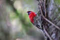 Crimson rosella (Platycercus elegans) in the rainforest  Queensland, Australia Royalty Free Stock Photo