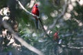 Crimson rosella (Platycercus elegans) in the rainforest  Queensland, Australia Royalty Free Stock Photo