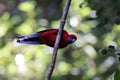 Crimson rosella (Platycercus elegans) in the rainforest  Queensland, Australia Royalty Free Stock Photo
