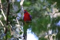 Crimson rosella (Platycercus elegans) in the rainforest  Queensland, Australia Royalty Free Stock Photo