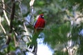 Crimson rosella (Platycercus elegans) in the rainforest  Queensland, Australia Royalty Free Stock Photo