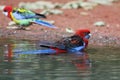 Crimson Rosella