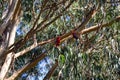 Crimson Rosella parrots on a tree bench, Kennett River, Victoria, Australia